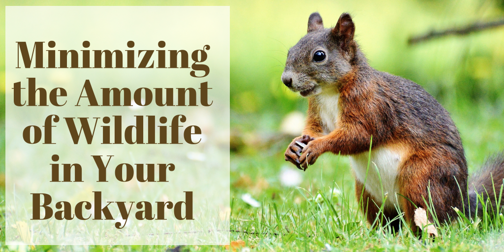 Minimizing the Amount of Wildlife in Your Backyard