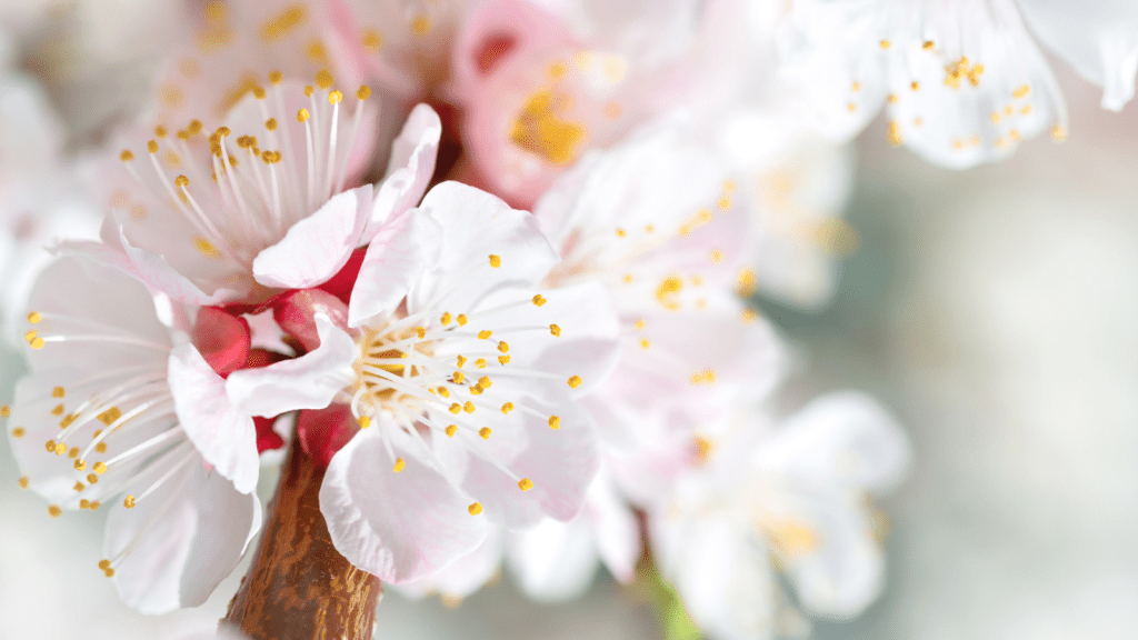 daily affirmations for March