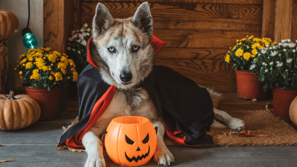 Halloween safety tips for kids and pets